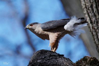 Épervier de Cooper - Cooper's Hawk