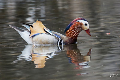Canard mandarin - Mandarin duck