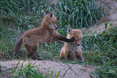 Renardeau - Young fox