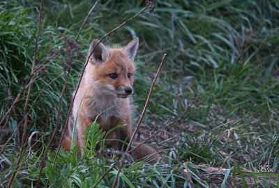 Renardeau - Young fox