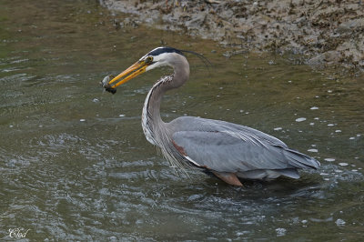 Grand héron - Great blue heron