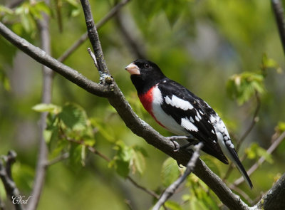 Cardinal  poitrine rose - Rose-breasted Grosbeak