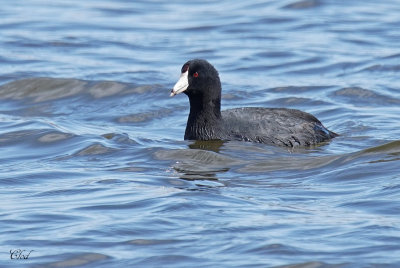 Foulque d'Amérique - American coot