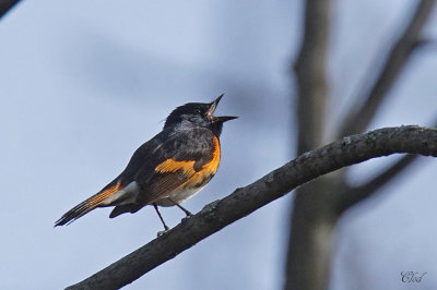 Paruline flamboyante - American Redstart