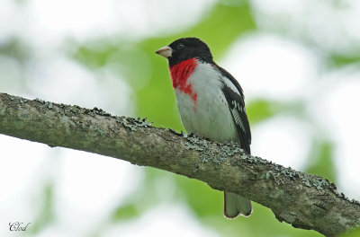 Cardinal  poitrine rose - Rose-breasted Grosbeak