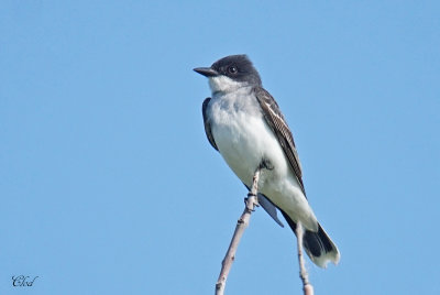 Tyran tritri - Eastern kingbird