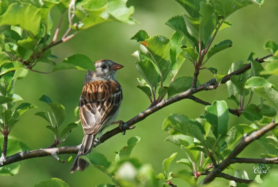 Bruant des champs - Field sparrow