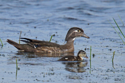 Canard branchu - Wood duck