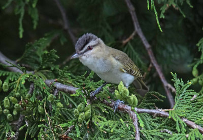 Viréo aux yeux rouges - Red-eyed vireo