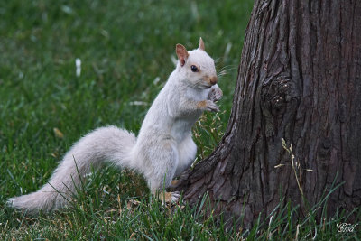 Écureuil gris (blanc) - Gray squirrel (whity)