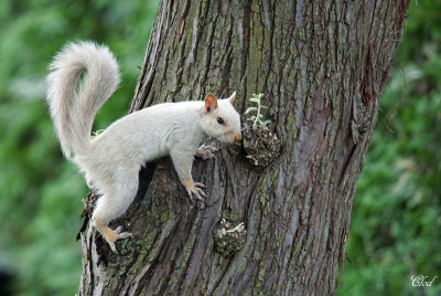 Écureuil gris leucique (blanc) - Leucistic Gray squirrel (whity)