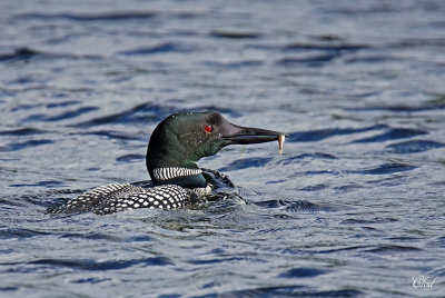 Plongeon huard - Common Loon