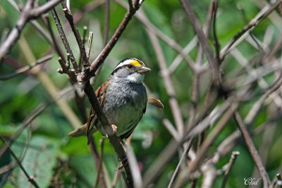 Bruant à gorge blanche - White-throated sparrow