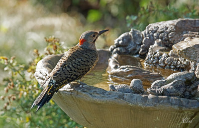 Pic flamboyant - Northern Flicker