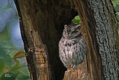 Petit-duc macul - Eastern Screech-owl