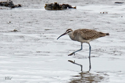 Courlis corlieu - Whimbrel