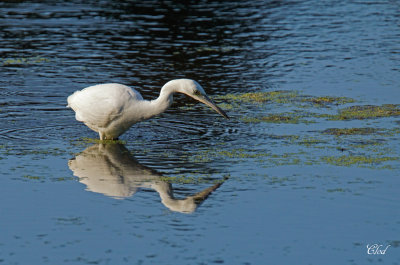 Aigrette bleue - Little blue egret (juv)