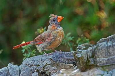 Cardinal rouge - Northern cardinal 