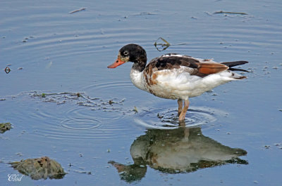 Tadorne de Belon - Common shelduck (juv)