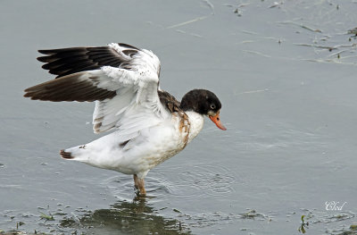 Tadorne de Belon - Common shelduck (juv)