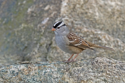 Bruant à couronne blanche - White-crowned sparrow 
