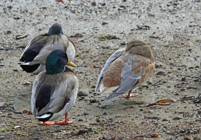 Canard colvert (leucique) - Mallard (leucic)