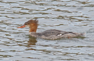 Grand harle - Common merganser