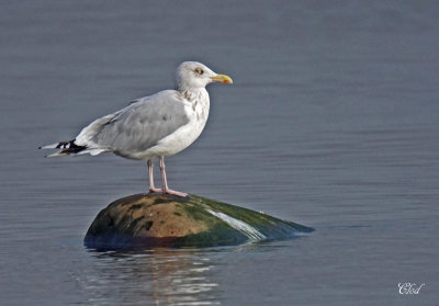 Goéland argenté - Herring gull