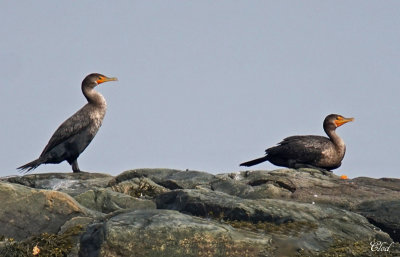 Cormoran à aigrettes - Double-crested cormorant