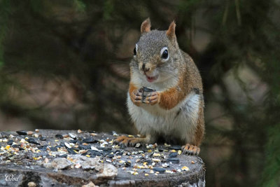Écureuil roux - Red squirrel