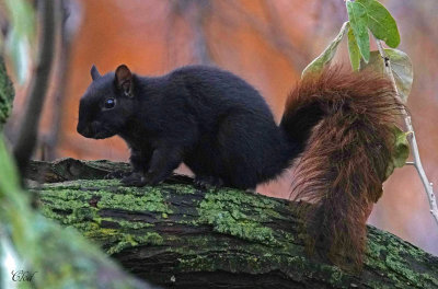 Écureuil gris- Gray Squirrel