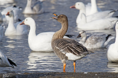 Oie de la toundra - Tundra Bean-Goose