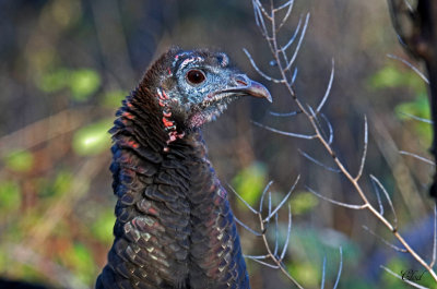 Dindon sauvage - Wild turkey