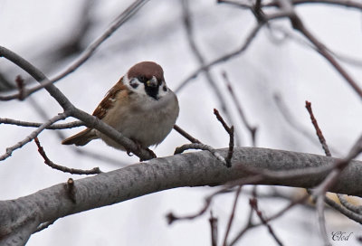 Moineau friquet - Eurasian tree sparrow
