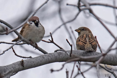 Moineau friquet - Eurasian tree sparrow