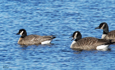 Bernache de Hutchins et du Canada - Cakling Goose and Canada geese