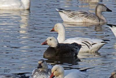 Oie des neiges (morphe sombre) - Snow goose (blue morph)