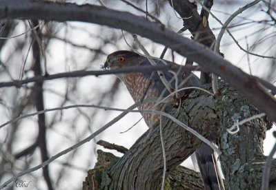 Épervier de Cooper - Cooper's hawk
