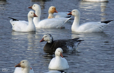 Oie des neiges - Snow goose