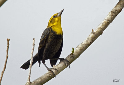 Carouge  capuchon - Yellow-hooded Blackbird