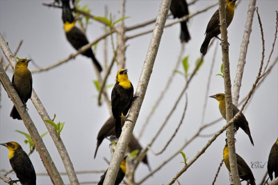 Carouge  capuchon - Yellow-hooded Blackbird