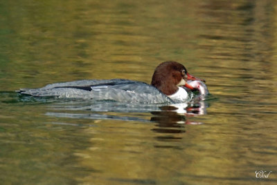 Grand harle - Common merganser