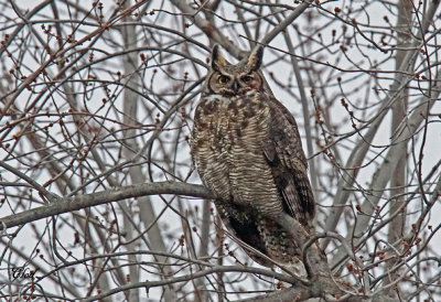 Grand-duc d'Amrique - Great-horned owl