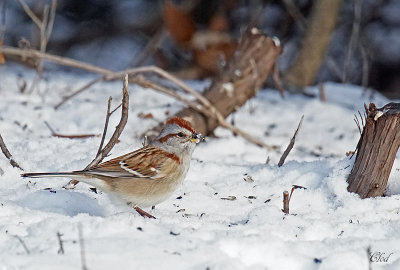 Bruant hudsonien - American tree sparrow