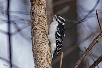 Pic chevelu - Hairy woodpecker