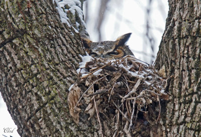 Grand-duc d'Amérique - Great-horned owl