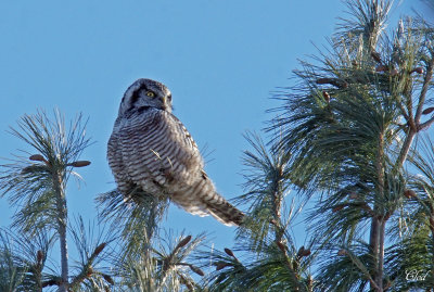 Chouette pervire - Northern hawk owl