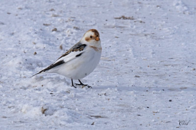 Plectrophane des neiges - Snow bunting