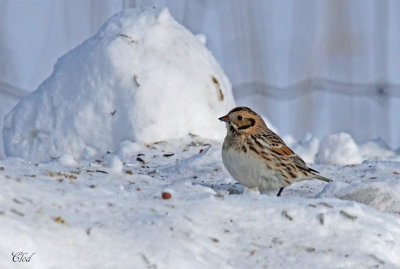 Plectrophane lapon - Lapland longspur