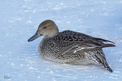 Canard pilet - Northern pintail (fem)